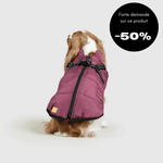 Veste d'hiver pour chien 2 en 1 (Bientôt épuisé)