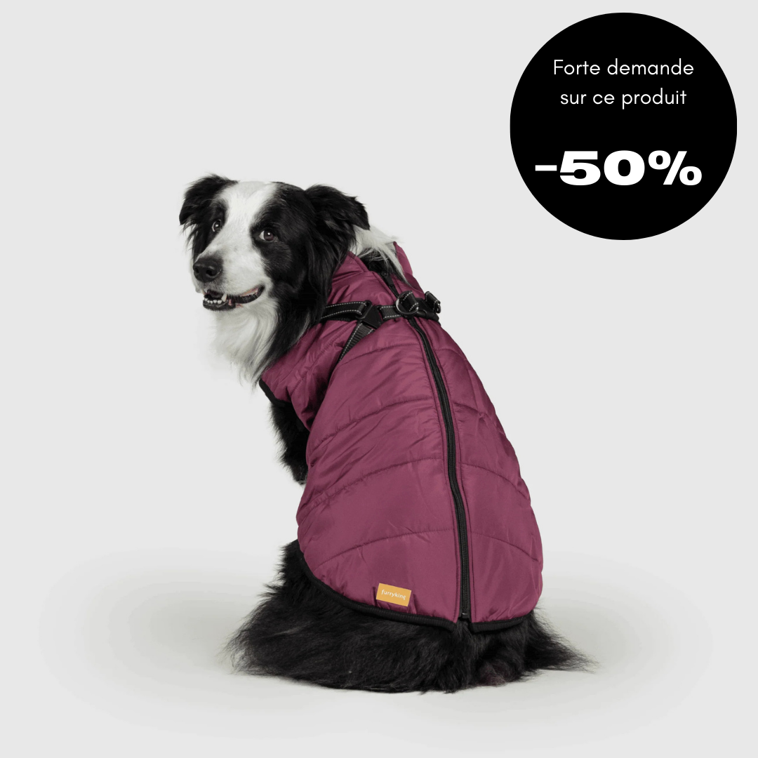 Veste d'hiver pour chien 2 en 1 (Bientôt épuisé)